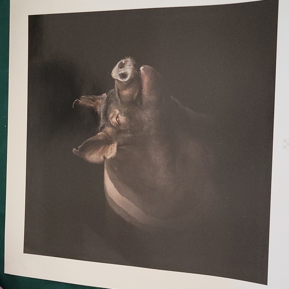 Lot of 2 Pig Piglet Promotional Photos Pictures 12" x 12" - Picture 4 of 6